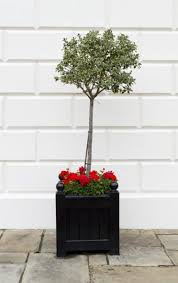 Try royal family holly plants as a gorgeous evergreen backdrop on the north side of a colorful mixed shrub border or perennial border. Planting Under Holly Bushes Are There Plants That Will Grow Under Holly