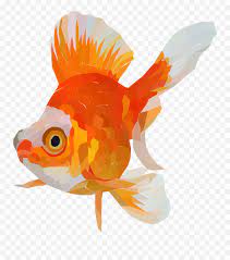 Tak hanya itu, dari gambar lele akan mempermudah. Goldfish Fish Tail Animal Free Vector Graphic On Pixabay Ikan Mas Koki Vektor Png Goldfish Transparent Background Free Transparent Png Images Pngaaa Com