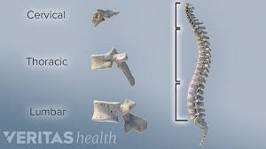 Backbone is made up of 33 small bones placed one over the other. Vertebrae In The Vertebral Column