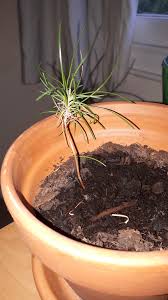 It is hardy to zone (uk) 3. The Only Survivor Of A Grow Your Own Bonsai Kit Any Ideas What It Is Nearly A Year Old Whatsthisplant