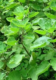 Image result for Coleus barbatus