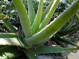 Maybe you would like to learn more about one of these? How To Grow Aloe Vera In The Garden By Lets Do Farm Medium