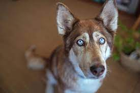 Puppy Eyes On A Wolf Dog R Aww
