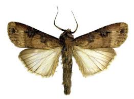 Image result for Agrotis ipsilon