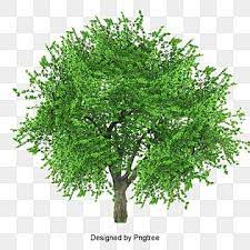 Lush Tree Tree Clipart Maunsell Trees Png Transparent Clipart Image And Psd File For Free Download In 2021 Tree Photoshop Tree Clipart Watercolor Tree