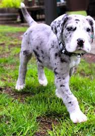 Puppyfinder.com is secure, simple and efficient way to find a puppy, sell a puppy or addopt dogs via internet. Pin By Laura Heldreth On Barnaby The Great Dane Merle Great Danes Dane Puppies Great Dane
