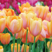 Striking salmon orange with yellow stripes. Tulip Dordogne Garden Express