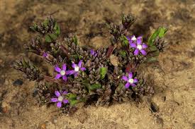 Image result for Raphionacme hirsuta