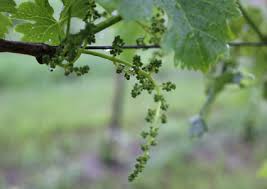 Image result for Metasphaeria diplodiella