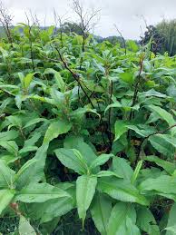 Image result for Polystachya leonardiana