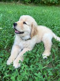 Hello everyone! Meet Vesuvio 💜 I'm a first time golden owner, any advice  as this crazy boy grows? ☺️ He's 11 weeks old now, potty/house and crate  training is solid, and he's