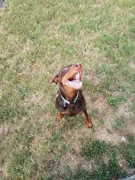Doberman puppies for sale buffalo ny. Buffalo Ny Doberman Pinscher Meet Alcida A Pet For Adoption