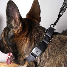 The greyhound and the whippet are two formidable breeds in this respect. Fi Is Launching A Martingale Collar