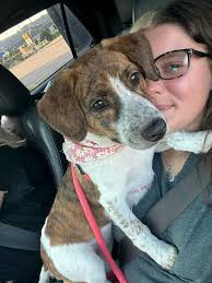 6 week old beagle mix puppies 3 males & 3 females Sutton WV