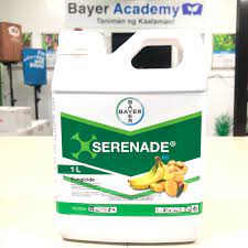 Maybe you would like to learn more about one of these? Serenade Bio Organic Fungicide 1l Shopee Philippines