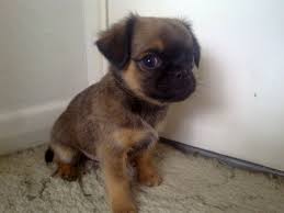 Maybe you would like to learn more about one of these? Long Hair Chihuahua Pug Mix Novocom Top