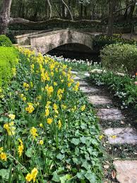 Inspiring Garden Design A Daffodil Landscape In Dallas Private Newport Garden Design Daffodil Gardening Daffodils