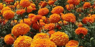 Maybe you would like to learn more about one of these? Cara Menanam Bunga Marigold Dari Benihnya Bisa Di Pot Atau Tanah Halaman All Kompas Com