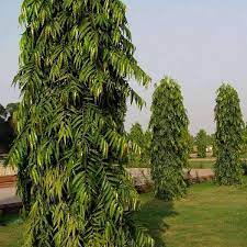 Ashoka tree, polyalthia longifolia is a lofty evergreen tree, native to india, commonly planted due to its effectiveness in alleviating noise pollution. Ashoka Tree Pendula Ashok Plant Mangomeadows Best Nursery In Plants In Kerala