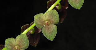 Pin On Orchids