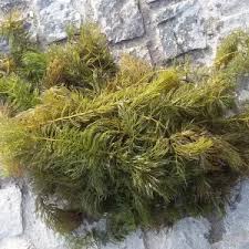 Image result for Ceratophyllum muricatum