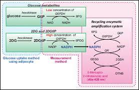 This property could be useful for differentiating the effects of glucose transporters expression from those of hk expression in vivo. 2dg Uptake Assay Kit