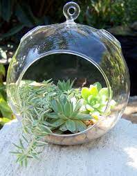 There are two large groups of cacti grown as houseplants; Pin By Pam White Pillars On Wedding Hanging Terrarium Succulents Diy Succulent Terrarium