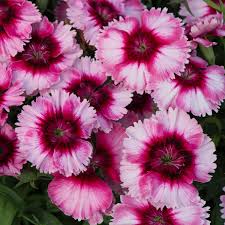 Flowers have a spicy sweet fragrance. Dianthus Raspberry Parfait Tray Of 40 Plug Plants Brookside Nursery