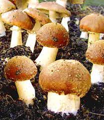 Essbare pilze im garten züchten so legt man ein pilz beet im garten an. Garten Pilze Braunkappen Set 1a Qualitat Baldur Garten
