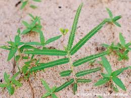 Image result for Chamaecrista gracilior