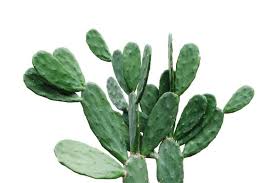 You should immediately remove the infected spots. Growing Cactus From Cuttings Gardening Advice Succulent Alley