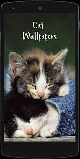The great collection of cute cat wallpapers for desktop, laptop and mobiles. Cute Cat Hd Wallpapers For Android Apk Download