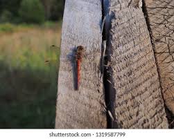 Image result for Pterygota