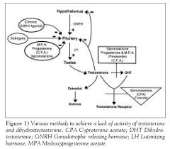 Towards Optimal Hormonal Treatment Of Male To Female Gender