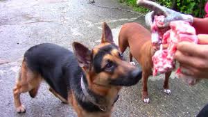 Some of the body parts described are shared by many kinds of animals while others are specific to certain kinds. Feeding Video Raw Beef Oxtail For Dogs Youtube