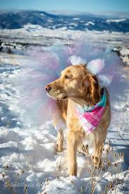 Have your pup obedience trained before she arrives home. Update Famous Maternity Shoot Retriever Gives Birth To 9 Puppies Wake Up Montana Kulr8 Com