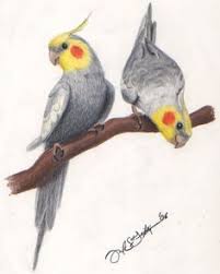 How To Draw A Cockatiel Step By Step Birds Animals Free Online Eskizy Zhivotnyh Risunki Zhivotnyh Akvarelnye Zhivotnye