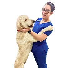 Pets first vet san antonio. Ellison Home Ellison Drive Vet Potranco Veterinary Clinic