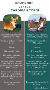 Black And White Cardigan Welsh Corgi Puppy Difference Between Pembroke And Cardigan Corgi Facts Features Characteristics Behavior Cardigan Corgi Corgi Corgi Facts