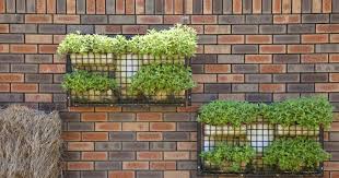 Faktor lainnya ialah, dracaena cukup tangguh lantaran dapat di tempatkan di dalam atau luar ruangan. Hanya Tanam Indoor Plant Ini Berkesan Tapis Udara Berhabuk Dalam Rumah Impiana