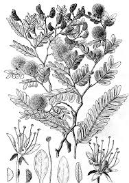 Image result for Lasiodiscus pervillei