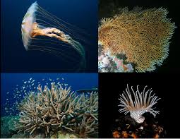 Cnidaria Wikipedia