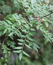 Image result for Zanthoxylum