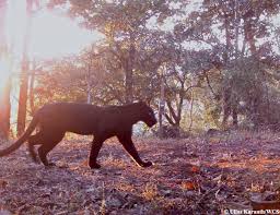 Free for commercial use no attribution required high quality images. Legendary Black Leopards Appear On Camera Traps National Geographic Society Newsroom