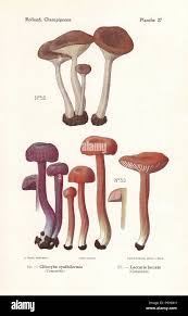 Image result for Clitocybe multiceps
