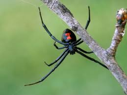 Image result for Tarantula Bite