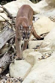 Pin On Big Cats