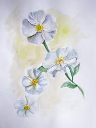 The print is 8.5 inches wide by 11 inches high. Roses Drawing Cherokee Rose Drawings