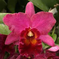 Blc Lucky Strike A V Orchids Cattleya Orchid Orchid Flower Orchids