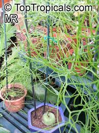 Image result for Bowiea volubilis
